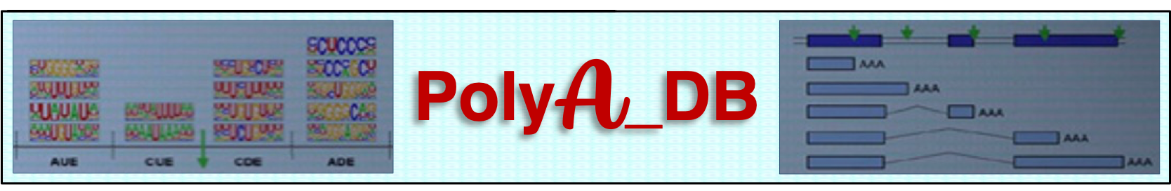 polyAdbv4_logo